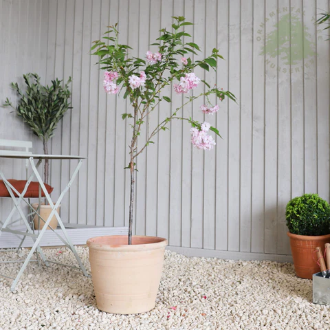 A small potted blossom tree being carried home in soft spring light.