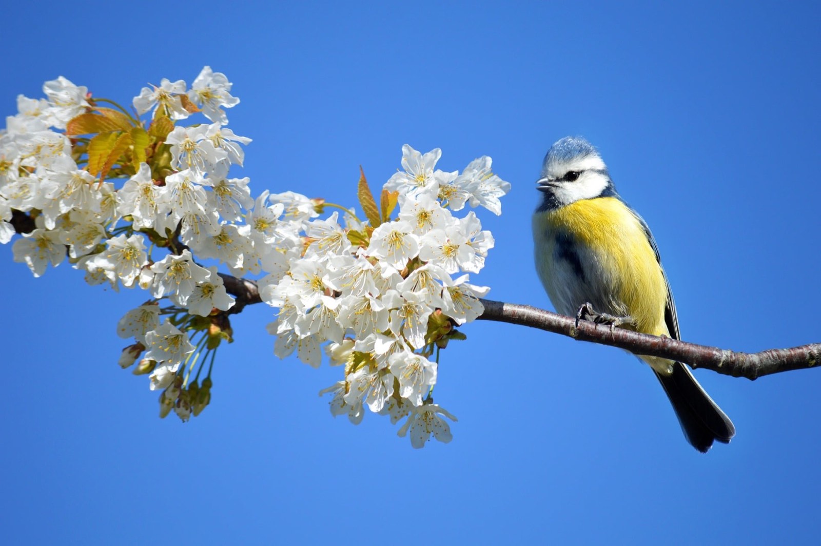 A blue tit perched on a blossoming cherry branch against a deep blue sky — the bird food becomes the tree's afterlife