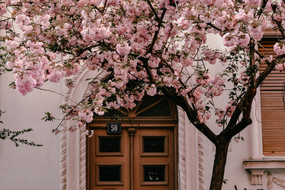 A pink cherry tree in full bloom over the front door of a townhouse