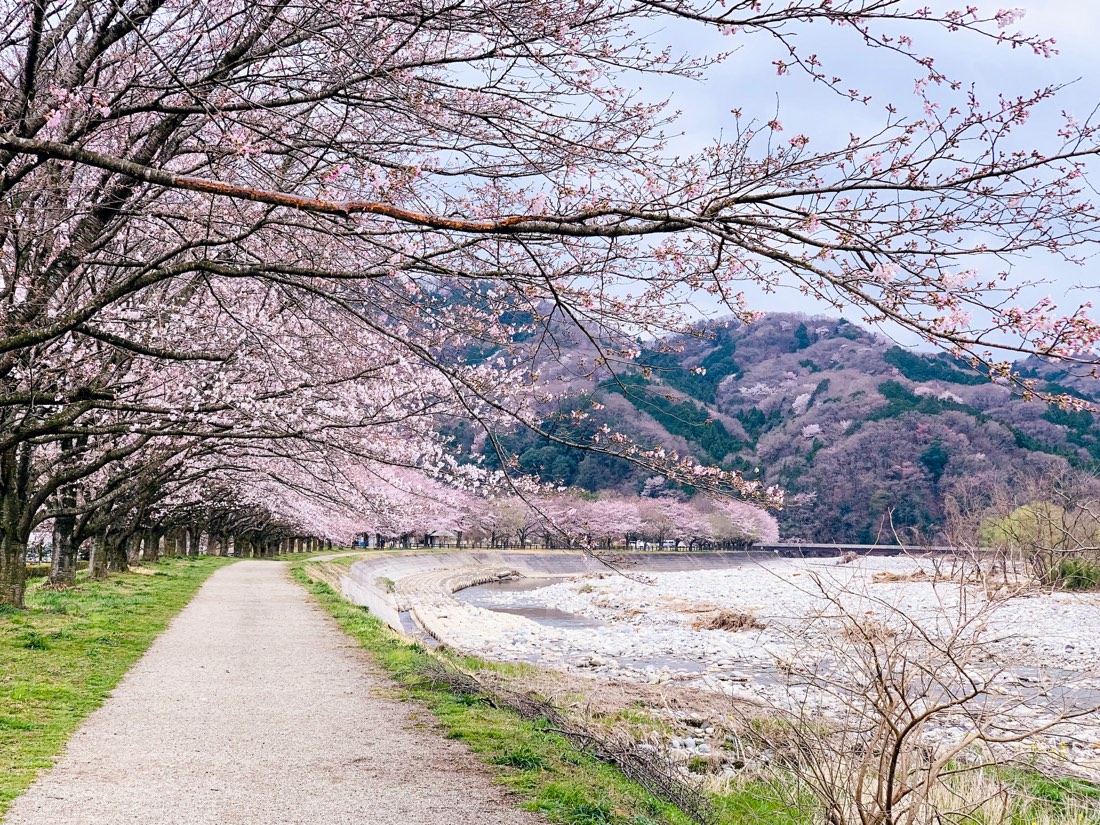 A path lined with cherry blossom trees curving along a riverbank