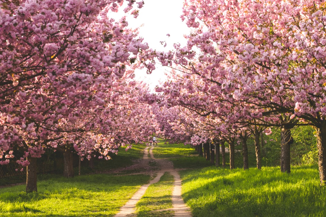A long path lined with pink cherry blossom trees in full bloom