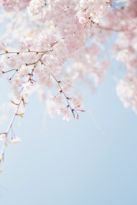 Pink cherry blossom against blue spring sky, in tall vertical form