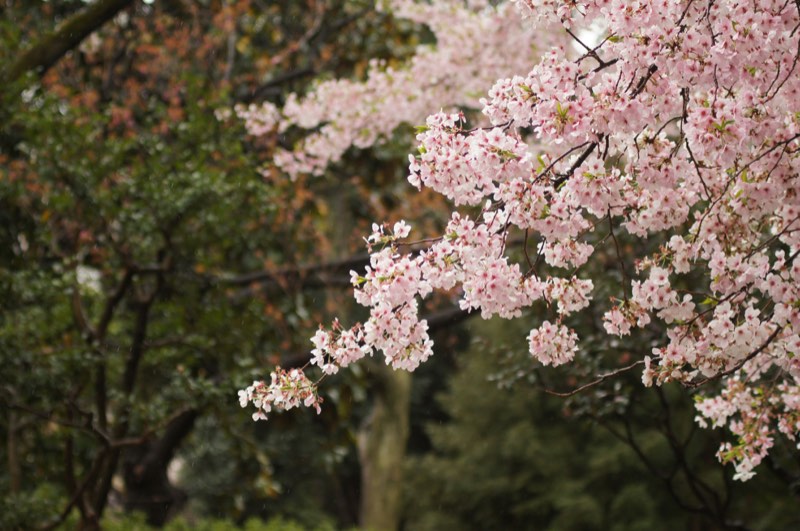 Cherry blossom branches with autumn-coloured trees in the background