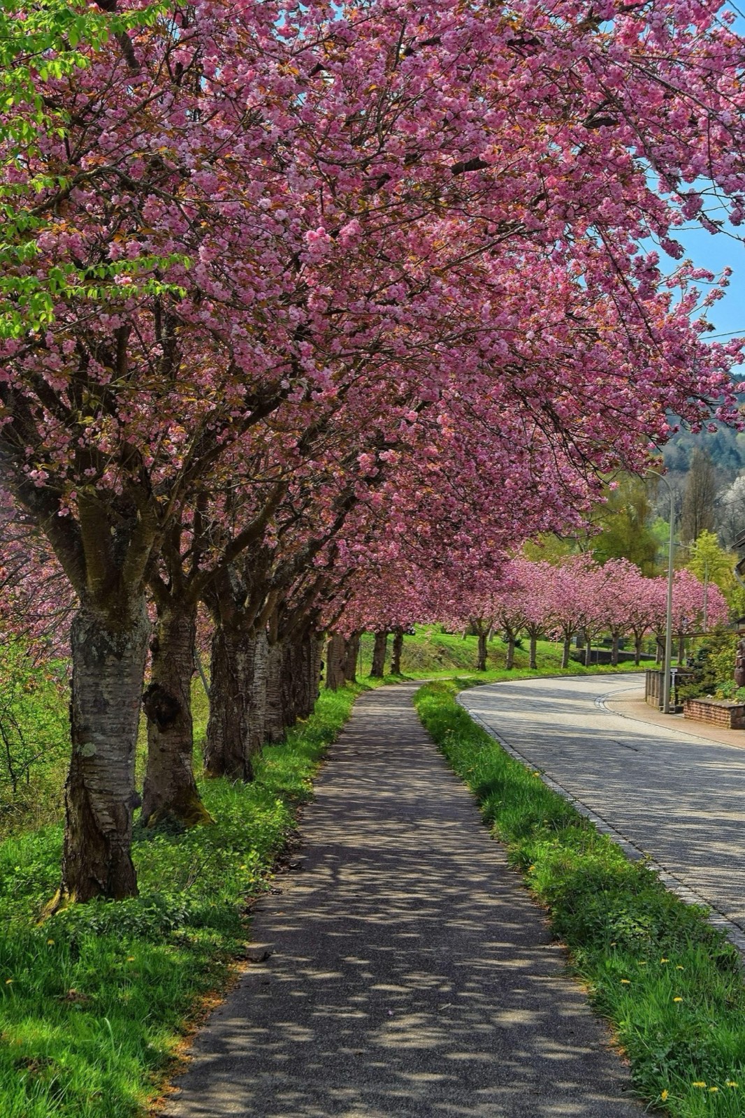 An avenue of mature cherry trees in deep pink bloom, lining a quiet road in spring — the kind of landscape that begins with a single tree