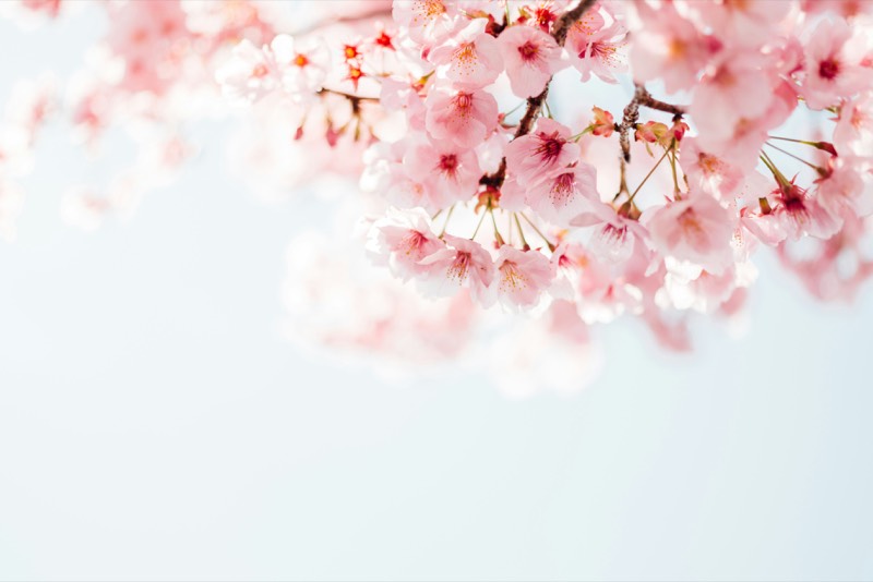Soft pink blossom against a pale spring sky
