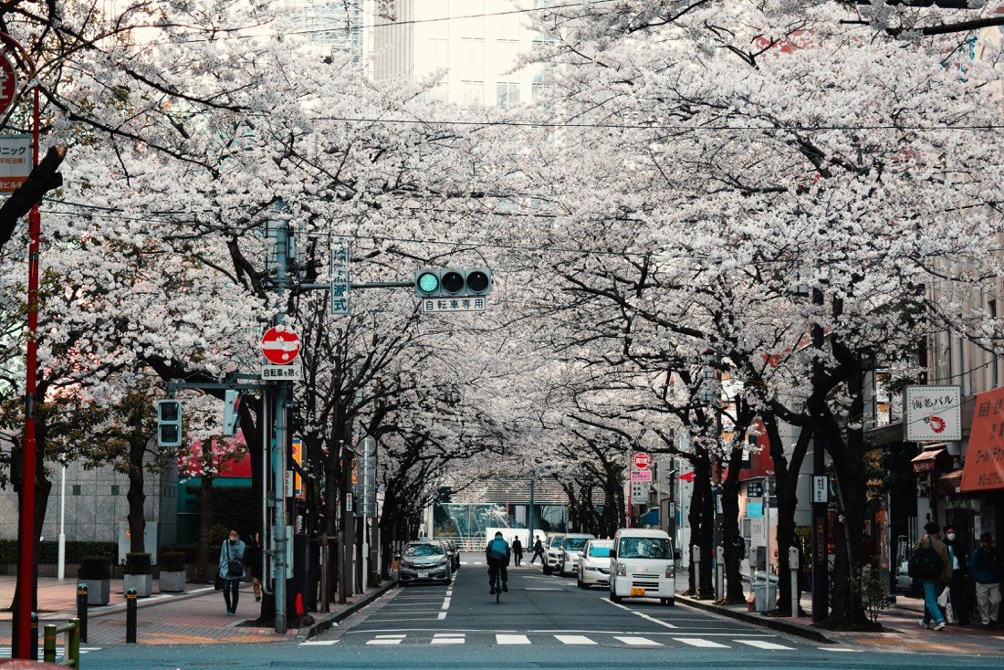 A city street in Japan completely arched over with cherry blossom